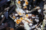 Cannonball fungi (Sphaerobolus stellatus)