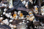Cannonball fungi (Sphaerobolus stellatus)