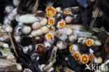 Cannonball fungi (Sphaerobolus stellatus)