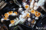 Cannonball fungi (Sphaerobolus stellatus)