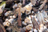 Cannonball fungi (Sphaerobolus stellatus)