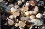 Kogelwerper (Sphaerobolus stellatus)