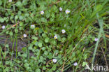 Kruipende moerasweegbree (Echinodorus repens) 