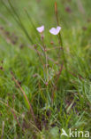 Kruipende moerasweegbree (Echinodorus repens) 