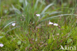 Kruipende moerasweegbree (Echinodorus repens) 
