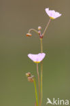 Lesser Waterplantain (Echinodorus repens)