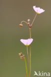 Kruipende moerasweegbree (Echinodorus repens) 