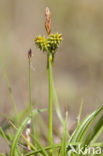Long-bracted Sedge (Carex extensa)