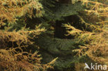 Larch (Larix)