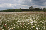 Margriet spec. (Chrysanthemum spec.)