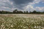 Margriet spec. (Chrysanthemum spec.)