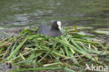 Meerkoet (Fulica atra)