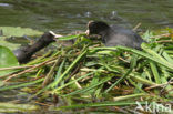 Meerkoet (Fulica atra)