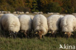 Mergellandschaap (Ovis domesticus)