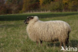 Mergellandschaap (Ovis domesticus)