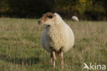 Mergellandschaap (Ovis domesticus)