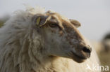 Mergellandschaap (Ovis domesticus)