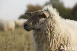 Mergellandschaap (Ovis domesticus)