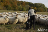 Mergellandschaap (Ovis domesticus)