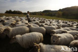 Mergellandschaap (Ovis domesticus)