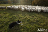 Mergellandschaap (Ovis domesticus)