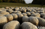 Mergellandschaap (Ovis domesticus)