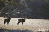 Mouflon (Ovis musimon)