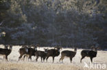 Mouflon (Ovis musimon)