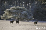 Mouflon (Ovis musimon)