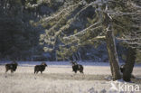Mouflon (Ovis musimon)