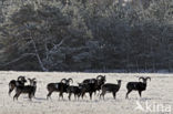 Mouflon (Ovis musimon)