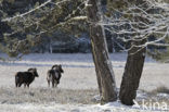 Mouflon (Ovis musimon)