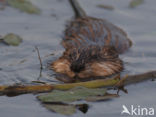 Muskrat (Ondatra zibethicus)