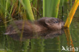 Muskrat (Ondatra zibethicus)
