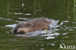 Muskrat (Ondatra zibethicus)