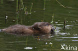 Muskrat (Ondatra zibethicus)