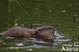 Muskrat (Ondatra zibethicus)