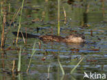 Muskrat (Ondatra zibethicus)