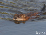 Muskrat (Ondatra zibethicus)