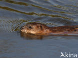 Muskrat (Ondatra zibethicus)