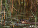 Muskrat (Ondatra zibethicus)