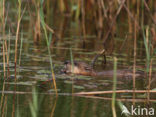 Muskrat (Ondatra zibethicus)