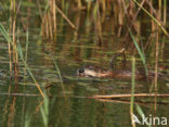 Muskrat (Ondatra zibethicus)