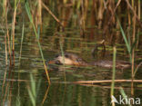 Muskrat (Ondatra zibethicus)