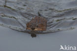 Muskrat (Ondatra zibethicus)