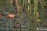 Muskrat (Ondatra zibethicus)