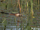 Muskrat (Ondatra zibethicus)
