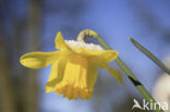 Narcis (Narcissus spec.)