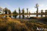 National Park Drents-Friese Wold