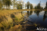 National Park Drents-Friese Wold